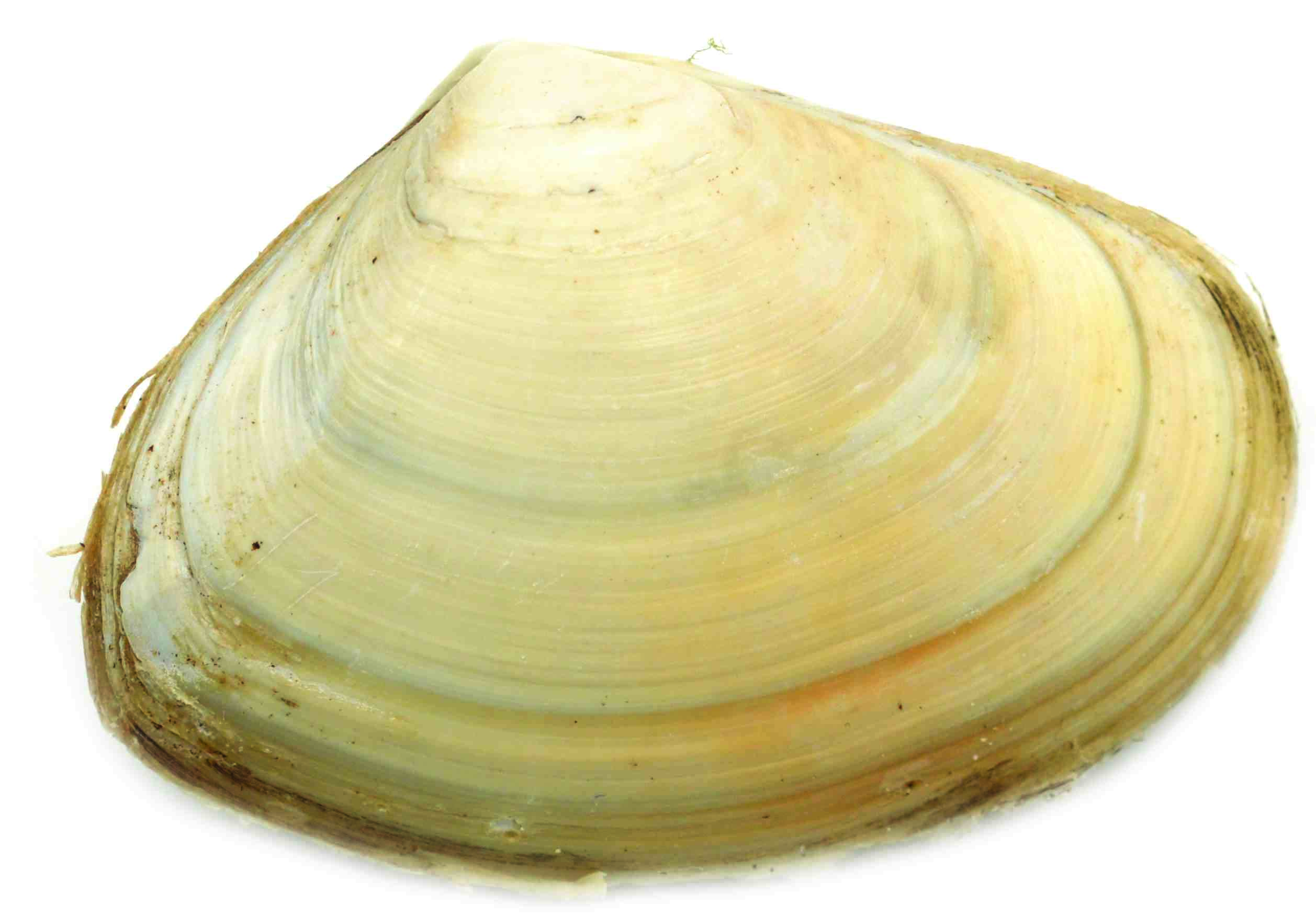 Northern tuatua